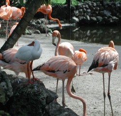 flamingos