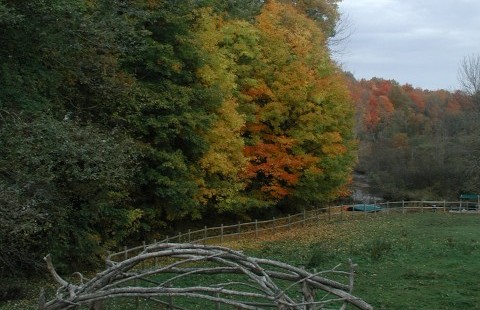 Fall trees