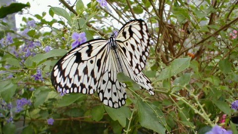 butterfly