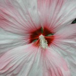 flower close-up