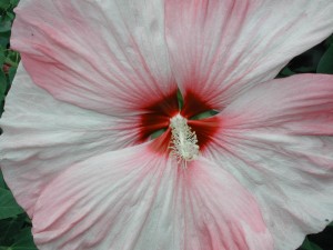 flower close-up