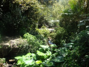 In a rain forest