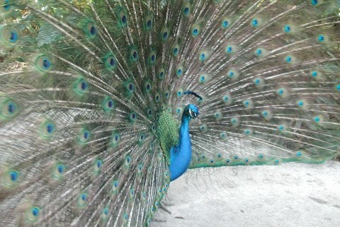 Peacock