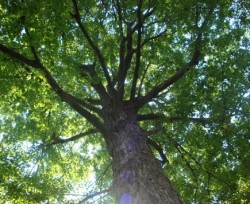 leafy tree viewed from ground