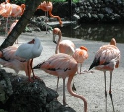 flamingos