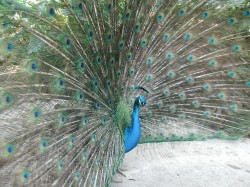 Peacock